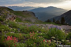 Timpanogos Wildflowers 070913 4249
