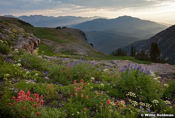 Timpanogos Wildflowers 070913 4249