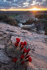 Claret Cup Cactus Teasdale Plateau 061123 2509