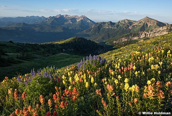 Wildflowers-American-Fork-Canyon-071615-8918