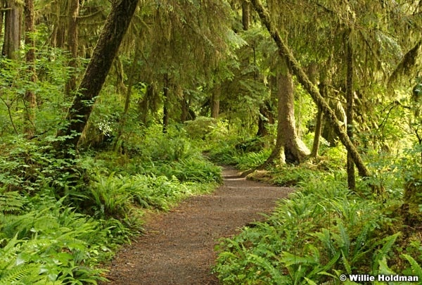 062507olympicrainforest597