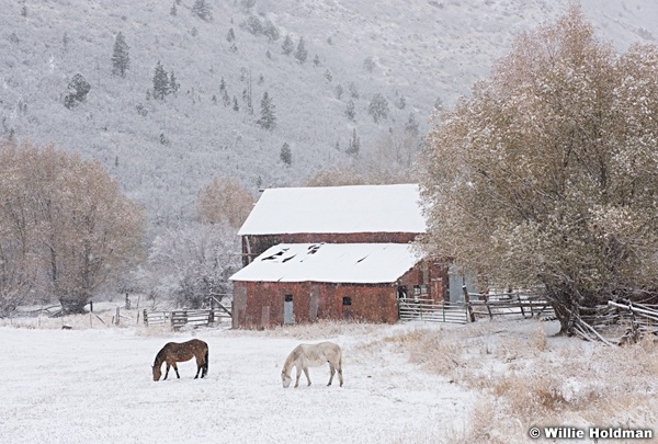 Horses Snow 110915 3