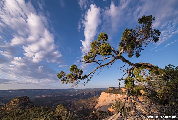 Knarley Tree Clouds 052018 3834