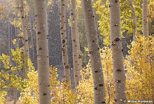 Golden Aspens 100819 7677 4