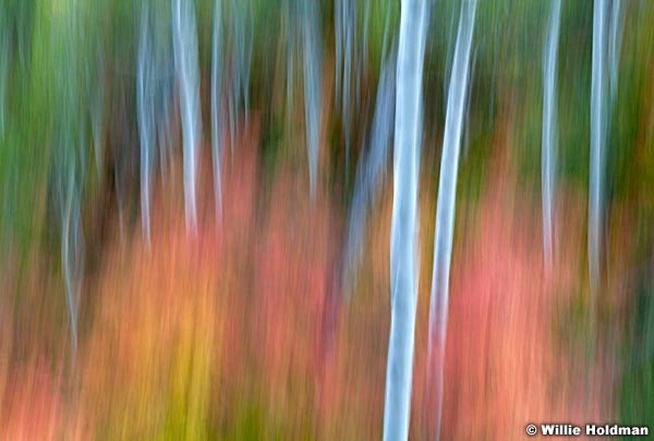 Mapleaspenabstract092611 126