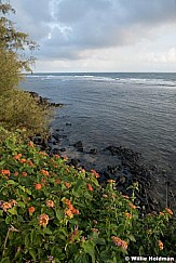 Anini Wildflowers Beach Kauai F 101521 4770