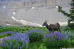 Lupine Bighorn 071526 6345