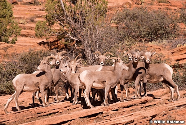 Big Horn Sheep 110513 9420