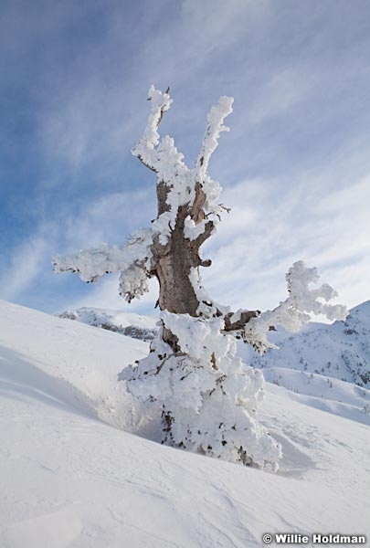 Frosttree022811 167