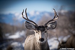 Curely Buck 121921 1235