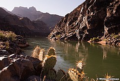 Cactus Colorado River 040614 3815