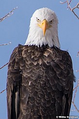 Bald Eagle 121920 5608-4