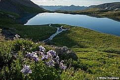 San Juan Wildflowers Ice Lake 071024 9230 2