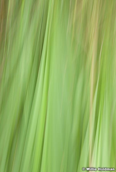 Greens Abstract 080913 2