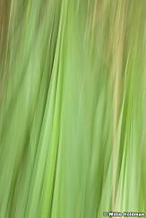 Greens Abstract 080913 2