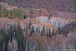 Aspen Browns 101219 8338 5