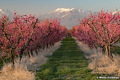 Pink Peach Blossoms Utah County 3292