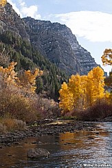 Cottonwood Trees Provo River 102512 17