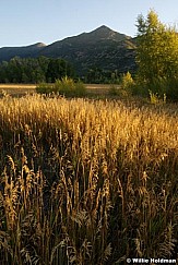 amberfields092008 3562