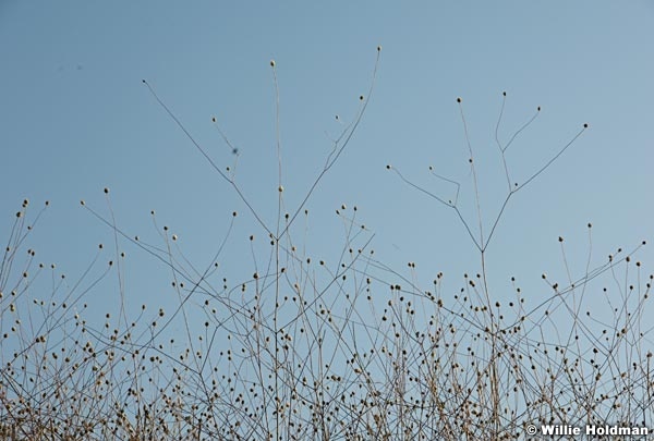 Plantswithsky092309 378