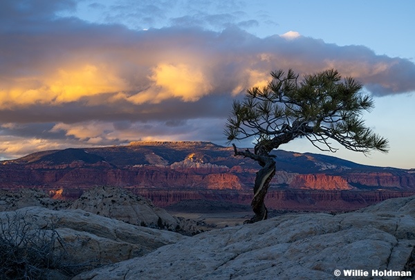 Bonsi Tree Thousand Lake Mountain 010526 2440