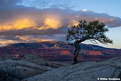 Bonsi Tree Thousand Lake Mountain 010526 2440