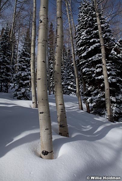 Aspen Winter Shadow 041312 13