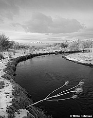 ProvoriverthistleBW032511 29