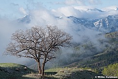 Oak Tree Spring Snow 052421 1844