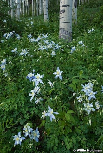 columbineforest062410