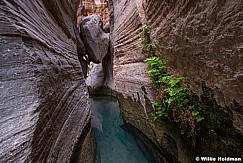 Mystery Canyon Ferns 052018 2