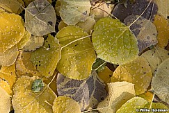 Aspen Leaves Frost 101317 1782