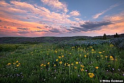 Meadow Sunset Flowers 062713 1399