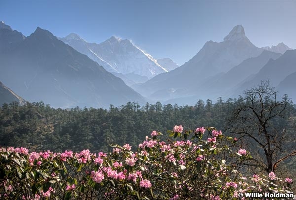 Rhodordrendron050709amadablam