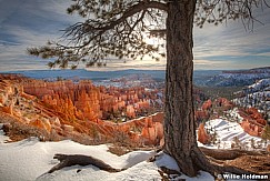 Bryce Canyon Tree Roots 032012F