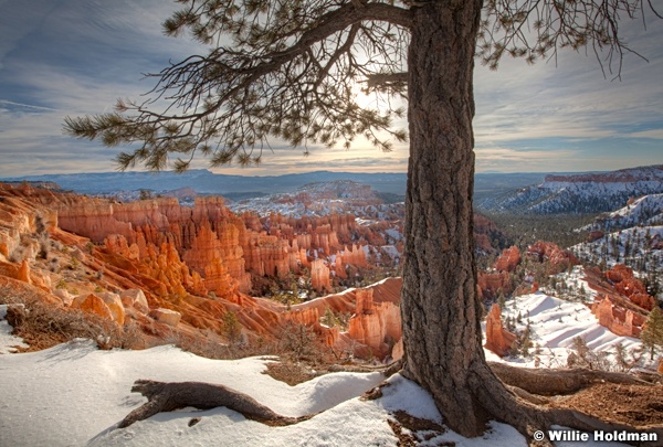 Bryce Canyon Tree Roots 032012F