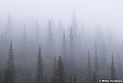 Pines in Fog 092618 3287