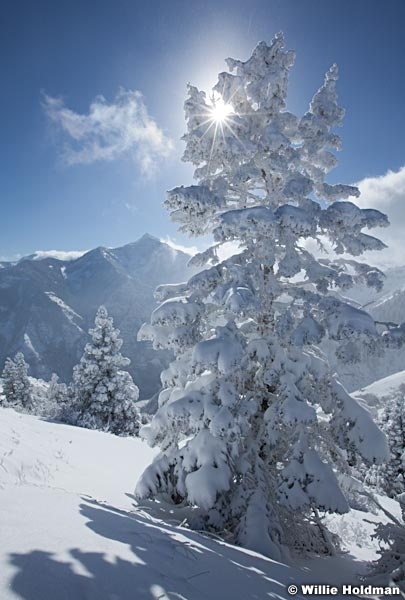 Frosty Mountains Pine 122112 563