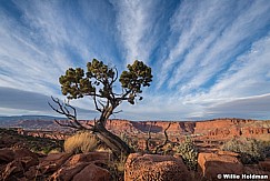 Capitol Reef Tree Clouds 111820 92