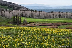 Glacier Lillies Uinta Forst 061422 8481