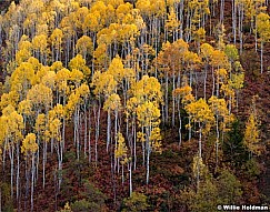 Orange Aspens Sundance 100512
