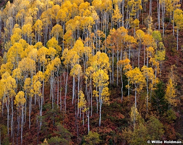 Orange Aspens Sundance 100512