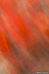 Spinyabstract
