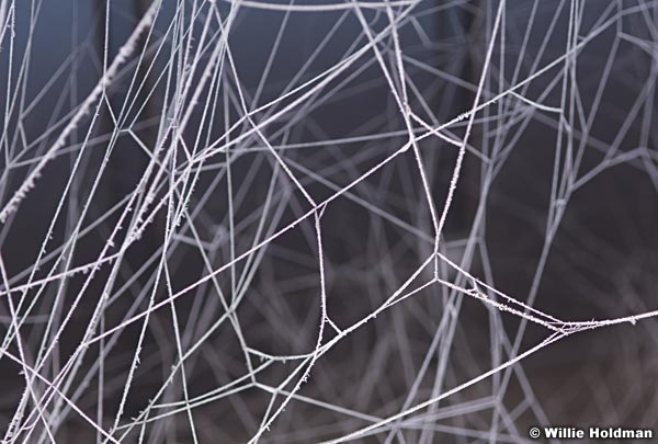webs 1545