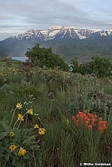 Indianpainttimp052509 24679