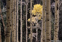 Aspen Framed 100619 5949 3 2