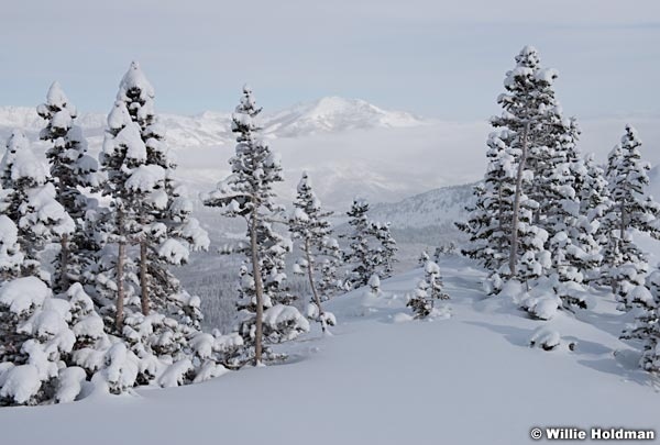 Timpanogos Winter Pines 123015 1770 3