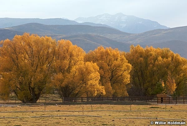 cottonwoodsheber 9413