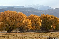 cottonwoodsheber 9413