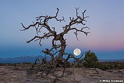 Super Moon Tree 2016
